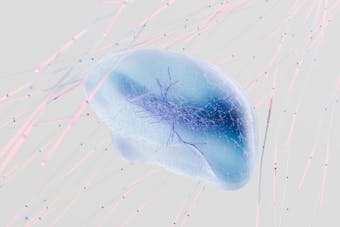 Qué es la Neuroplasticidad Cerebral